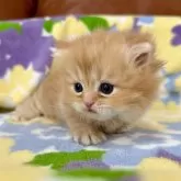 ミヌエット(短足)