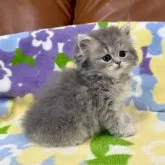 ペルシャ(チンチラ)