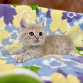 マンチカン(短足)