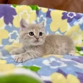 マンチカン(短足)