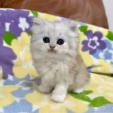 ペルシャ(チンチラ)