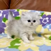 ペルシャ(チンチラ)