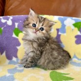 ミヌエット(長足)