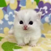 ミヌエット(短足)