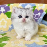 ミヌエット(短足)