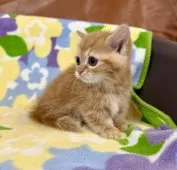 マンチカン(短足)【神奈川県・女の子・2025年11月29日・レッドタビー】の写真3