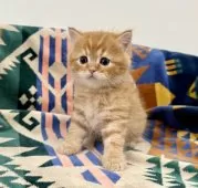 マンチカン(長足)【神奈川県・男の子・2025年8月27日・レッドタビー】の写真4