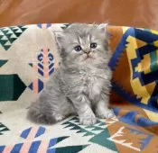 ペルシャ(チンチラ)【神奈川県・男の子・2025年9月15日・ブルーチンチラゴールデン】の写真6