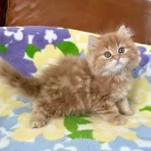 マンチカン(長足)【神奈川県・男の子・2025年11月27日・レッドタビー】の写真7