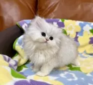 ペルシャ(チンチラ)【神奈川県・女の子・2026年1月31日・チンチラシルバー】の写真7