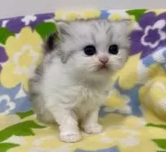 ミヌエット(長足)【神奈川県・女の子・2025年1月18日・シルバータビー&ホワイト】の写真7