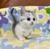 マンチカン(短足)【神奈川県・女の子・2026年2月11日・ダイリュートキャリコ】の写真9