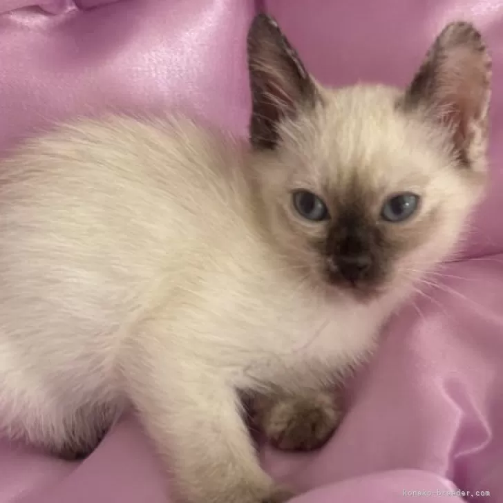 ID：2404-01341の子猫