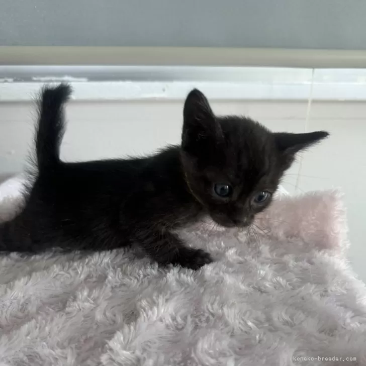 ID：2312-02306の子猫