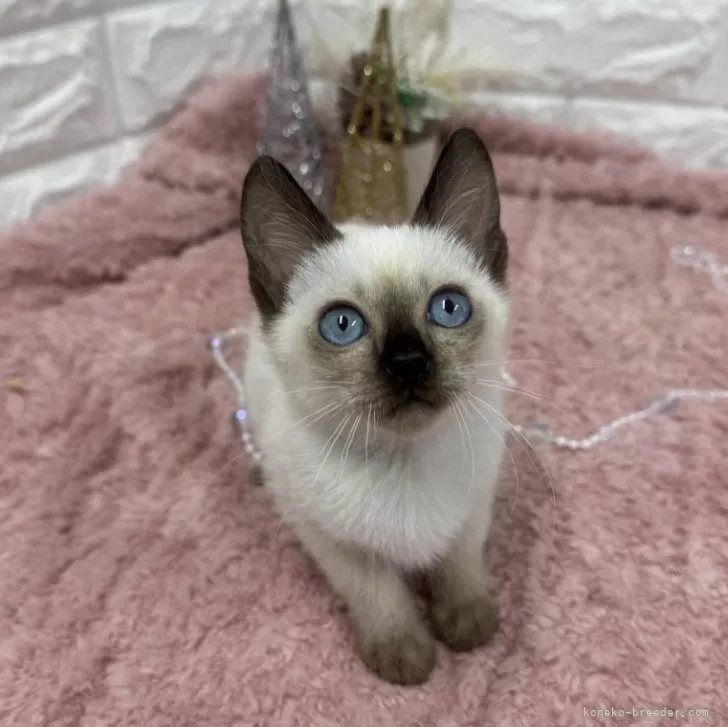 ID:2411-02802の子猫
