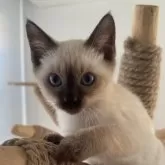 トイボブ【長野県・男の子・2024年2月14日・シールポイント】の写真1「全体的にとても整っている体と顔です。目がとても大きいです。」