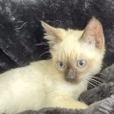 トイボブ【長野県・男の子・2024年2月14日・シールポイント】の写真2「横顔も綺麗です。」