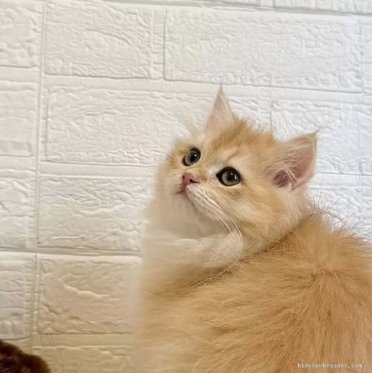 ID:2412-02806の子猫