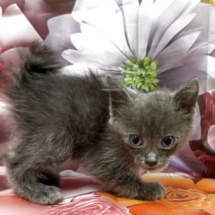 ID：2507-00353の子猫