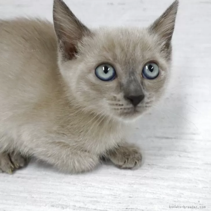 トイボブ【長野県・男の子・2025年9月1日・ブルーミンク】の写真1「とても大きい目です。可愛い顔です。目が真っ青です。」