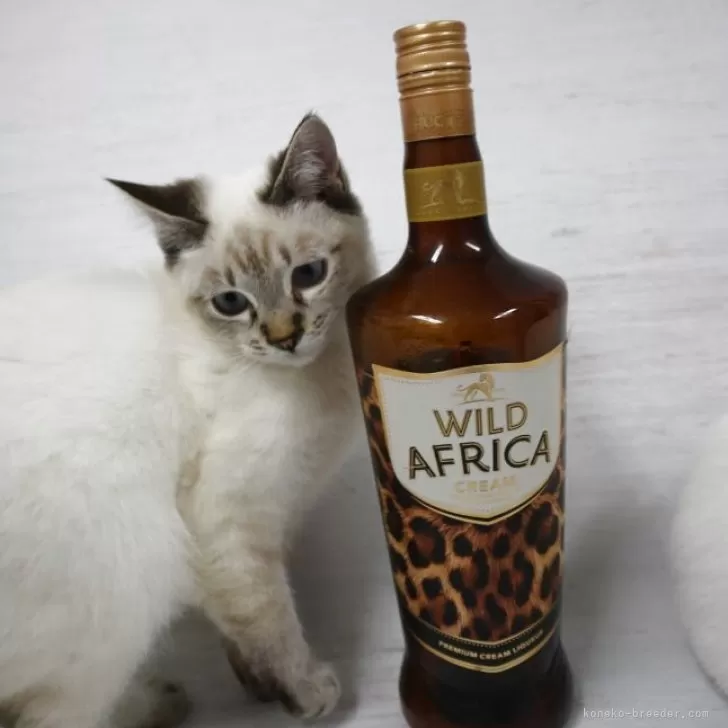 トイボブ【長野県・男の子・2025年6月13日・リンクスポイント】の写真1「とても楽しく他のネコちゃん達と遊びます。とても人懐こいです。甘えん坊です。」