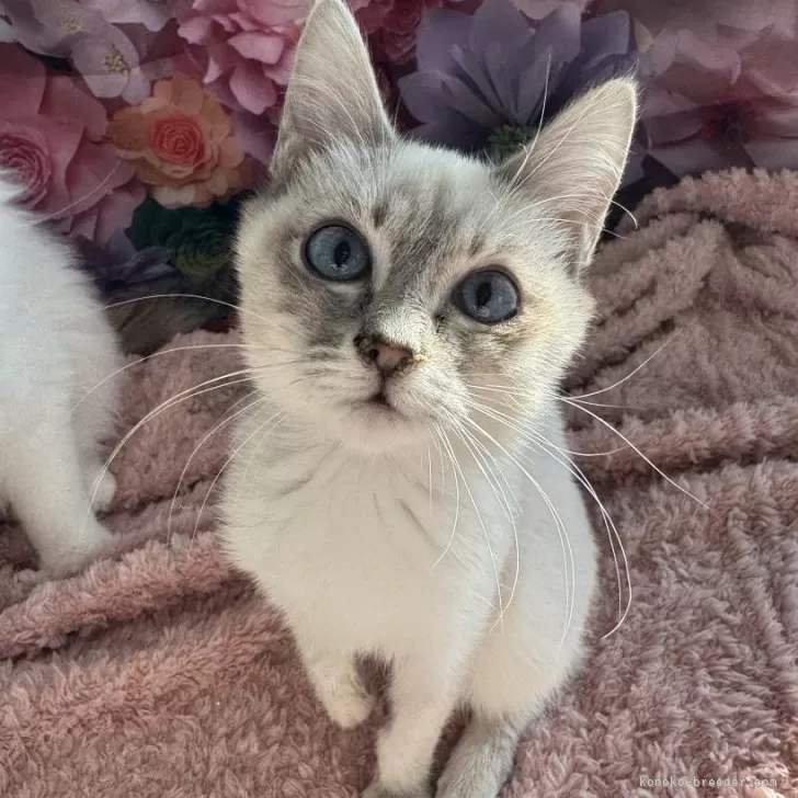 ID：2409-01143の子猫