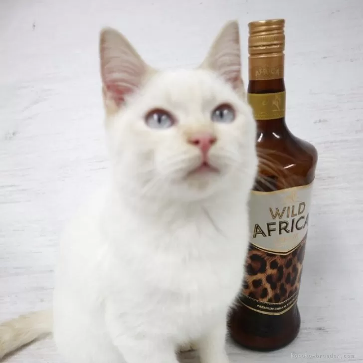 トイボブ【長野県・男の子・2025年4月9日・レッドポイント】の写真1「とても愛らしい人懐こいトイボブのレッドポイントです。」