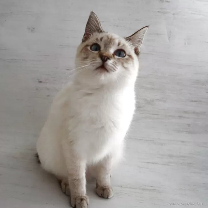 ID：2604-00022の子猫