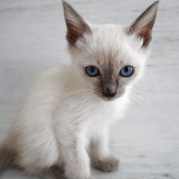 トイボブ【長野県・男の子・2025年9月1日・ブルーポイント（ショートヘアー）】の写真「小さい猫、とても小さい体です。」