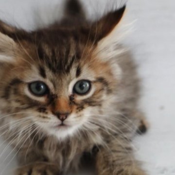 ピクシーボブ【長野県・男の子・2025年9月6日・ブラウンスポッテトタビー（ロングヘアー）】の写真「日本初、珍しい野生的な猫です」