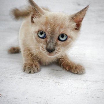 トイボブ【長野県・男の子・2025年9月1日・ブルーミンク（ショートヘアー）】の写真「世界最小の猫種！大きな目の可愛いブルーミンクです。」