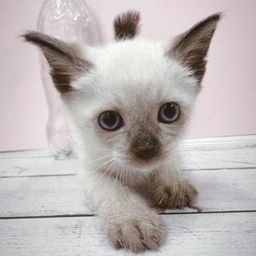 トイボブ【長野県・男の子・2025年9月1日・シールポイント（ショートヘアー）】の写真「小さい猫、とても小さい体です。目が大きくてブルーで」