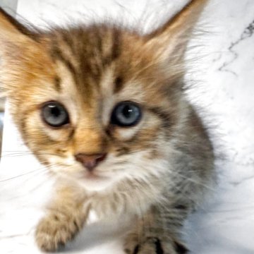 ピクシーボブ【長野県・男の子・2025年9月6日・ブラウンスポッテトタビー（ロングヘアー）】の写真「日本初、珍しい野生的な猫です」