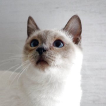 トイボブ【長野県・男の子・2025年9月1日・ブルーポイント（ショートヘアー）】の写真「人懐っこく、とても小さい体です。」