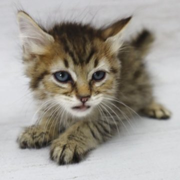 ピクシーボブ【長野県・男の子・2025年9月6日・ブラウンスポッテトタビー（ロングヘアー）】の写真「日本初、珍しい野生的な猫です。珍しい猫が好きな方！」