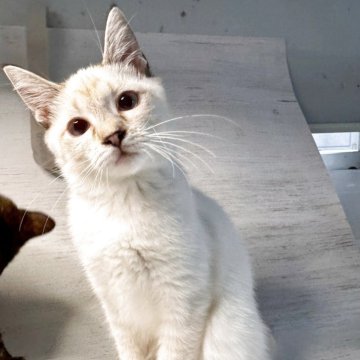 トイボブ【長野県・女の子・2025年4月9日・シールリンクスタビー（ショート）】の写真「世界1小さい猫種！！綺麗なリンクスポイント」