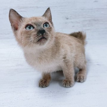 トイボブ【長野県・男の子・2025年9月1日・ブルーミンク（ショートヘアー）】の写真「世界最小の猫種！大きな目の可愛いブルーミンクです。」