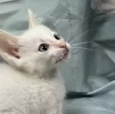 トイボブ