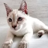 トイボブ