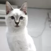 トイボブ【長野県・女の子・2025年4月9日・シールリンクスタビー】の写真1「とても優しいお顔です。非常に人懐っこいです。」