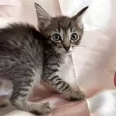 トイボブ