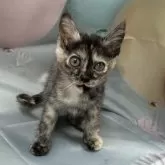 トイボブ