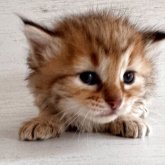 ピクシーボブ