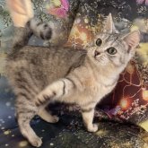 クリリアンボブテイル