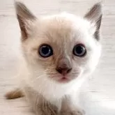 トイボブ