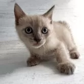 トイボブ
