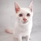 トイボブ