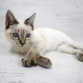 トイボブ【長野県・男の子・2025年6月13日・リンクスポイント】の写真4「小さくて可愛いです。」