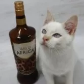 トイボブ【長野県・男の子・2025年4月9日・レッドポイント】の写真4「胴体は短く小さいです。」