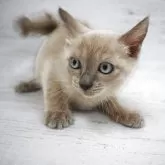 トイボブ【長野県・男の子・2025年9月1日・ブルーミンク】の写真4「しっぽが短く可愛いです。」